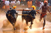 Vedike criticizes high court�s interim ban on Kambala races